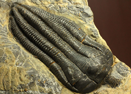 ウミユリ 化石 棘皮動物 重さ682 g 大きさ 約18x16 cm モロッコ産 ウミユリ