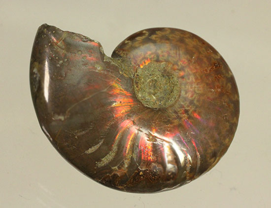 オレンジ系の暖色でほっこりする、光るアンモナイト化石(Ammonite