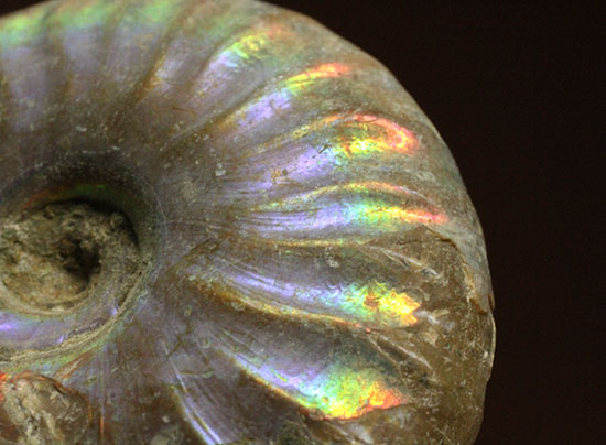 小サイズながら完全に虹色を示すアンモナイト アンモナイト 販売