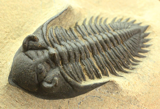 良形かつシンメトリー抜群！三葉虫メタカンティナ(Metacanthina