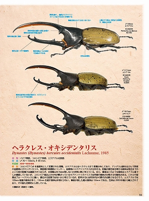 コロンビア産リッキーヘラクレスオオカブト1 世界にはどれくらいの種類