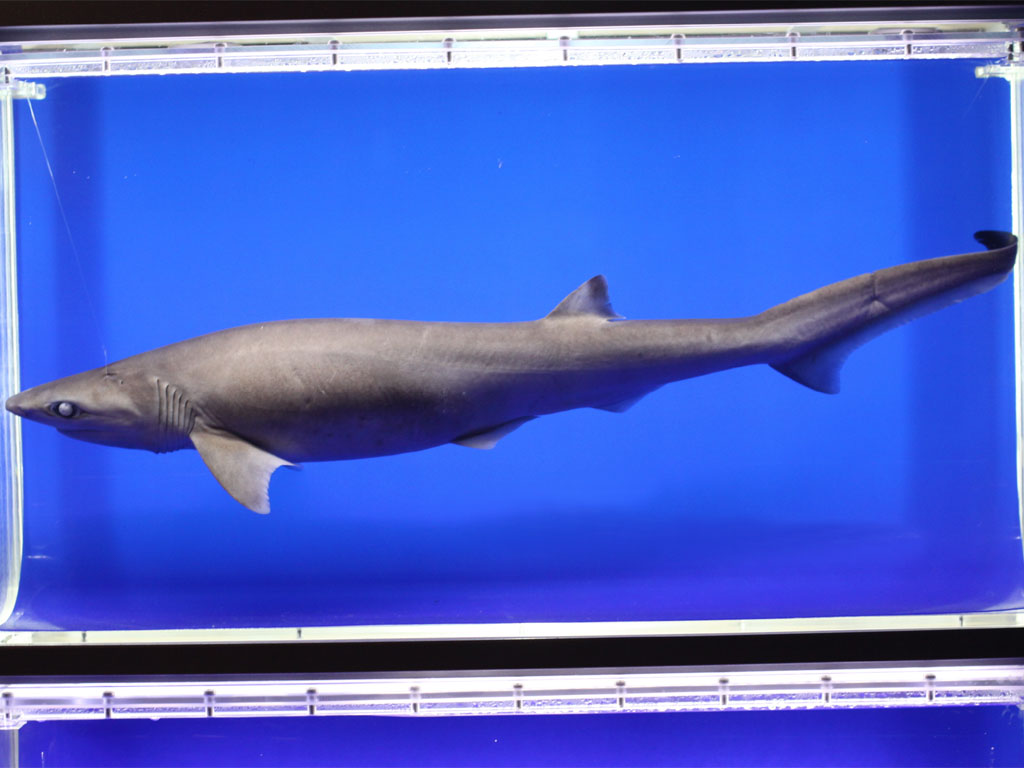 カグラザメ科(Hexanchidae)－エドアブラザメ