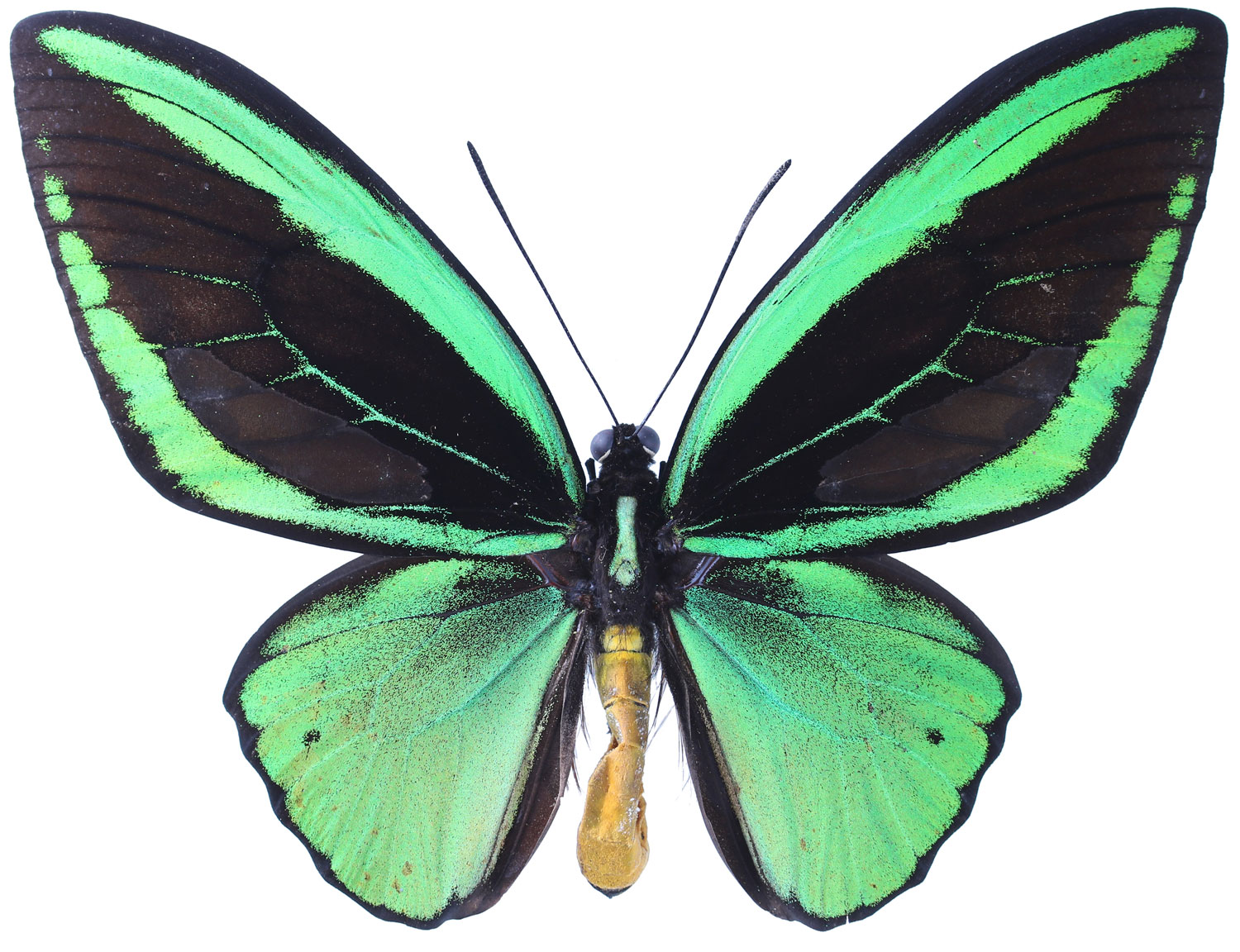 昆虫|九大博20年ものがたり