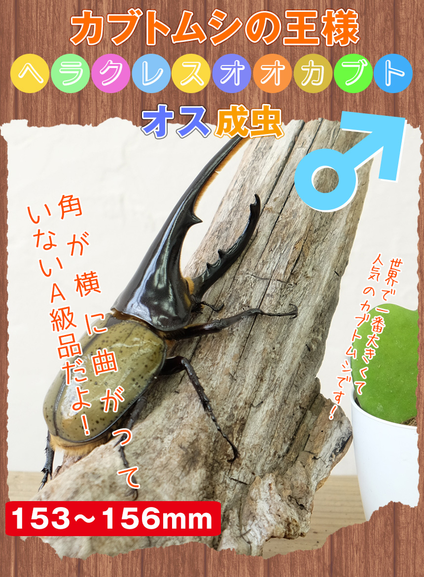 ヘラクレス標本用超極太