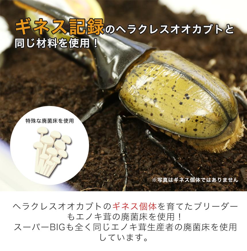 ヘラクレスが巨大化します！プレミアム発酵マット【50L】特殊アミノ酸