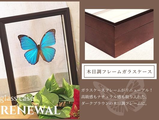 ガラスケースフレームリニューアルのご案内 , お知らせ , 蝶の標本