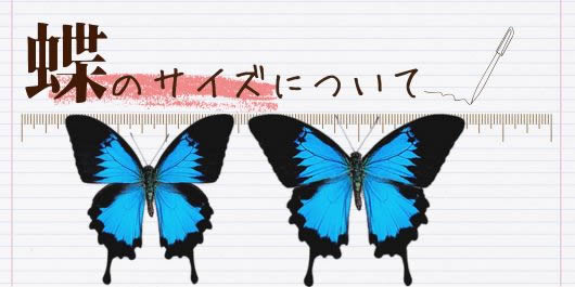 オオムラサキ／ペアセット , セット標本 , 蝶の標本 販売・通販の