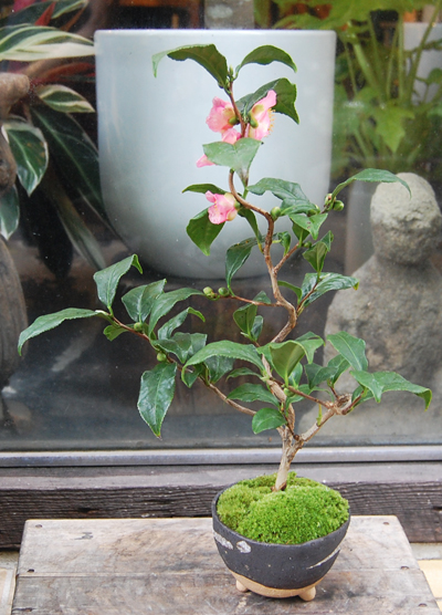 椿・炉開き - Collection : コレクション - NEO GREEN : ネオグリーン