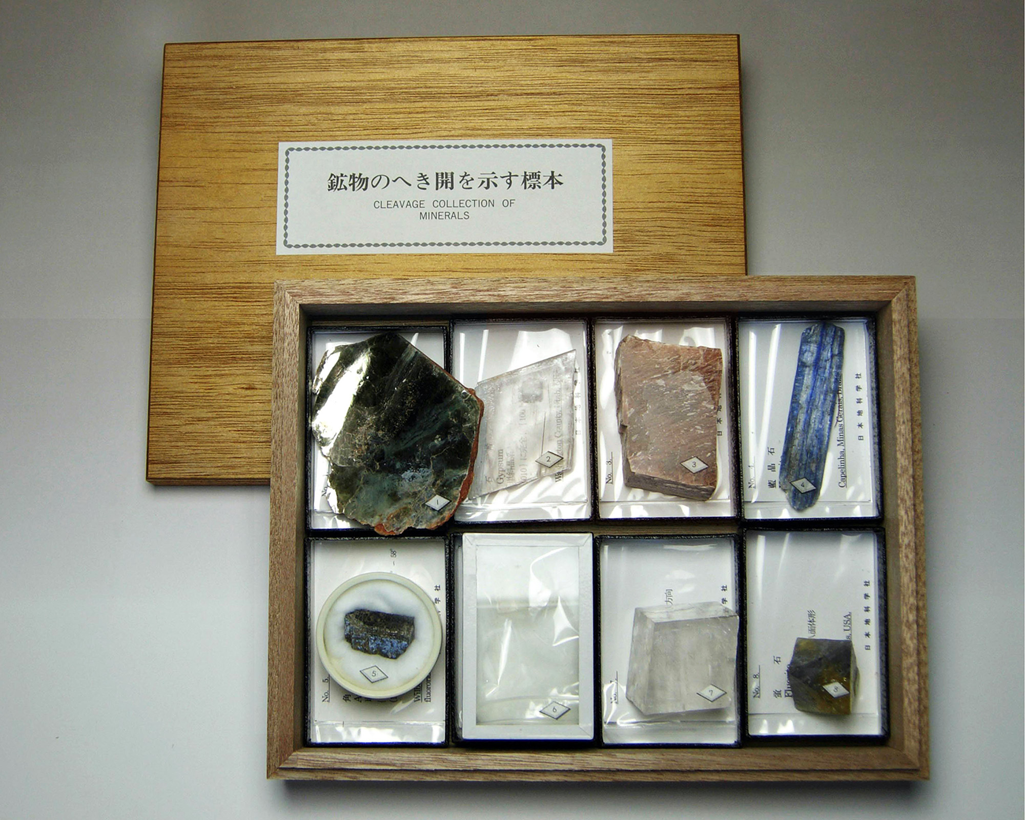 黒い宝石を散りばめたような大型のゴミダマ【標本】 【公式通販】