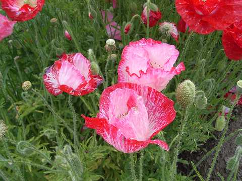 芥子(ケシ)とは？ 意味や使い方 - コトバンク 掛軸 罌粟 芥子 ケシ