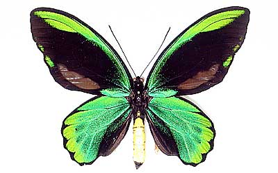 岡村宏一チョウ・甲虫類コレクション