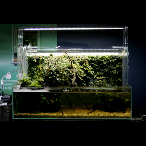 レイアウト水槽参考データ[熱帯魚ショップパウパウアクアガーデン]