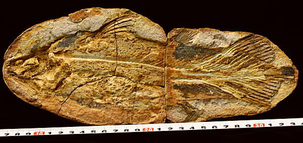 魚の化石 本物 標本 Fossil Fish 12.5*11.5cm 化石・鉱物・隕石・地学