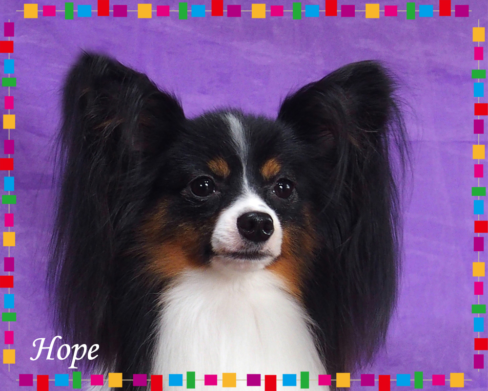 New Star HOPE|パピヨンのトップブリーダー