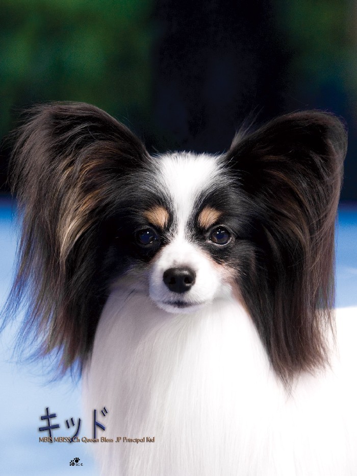 オーダー作品 パピヨン 犬 BAEZ3 オーダー作品 パピヨン 犬 BAEZ3