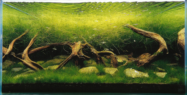 ホーンウッド 流木 ADA アクアリウムレイアウト 水槽レイアウト