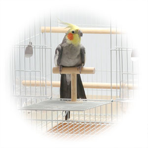 イージーホーム バード40BR手乗り ｜ 株式会社三晃商会