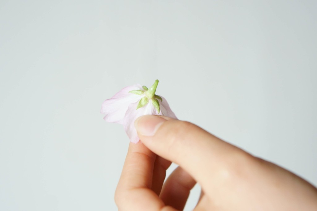 桜盆栽】花が咲いたら、花がら摘みをしましょう。｜メンテナンス