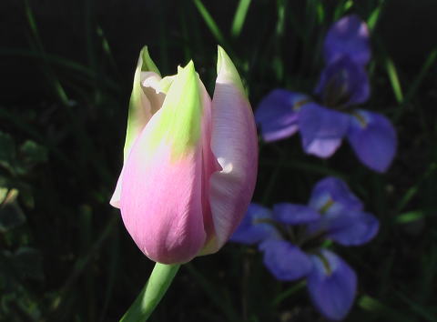 チューリップ