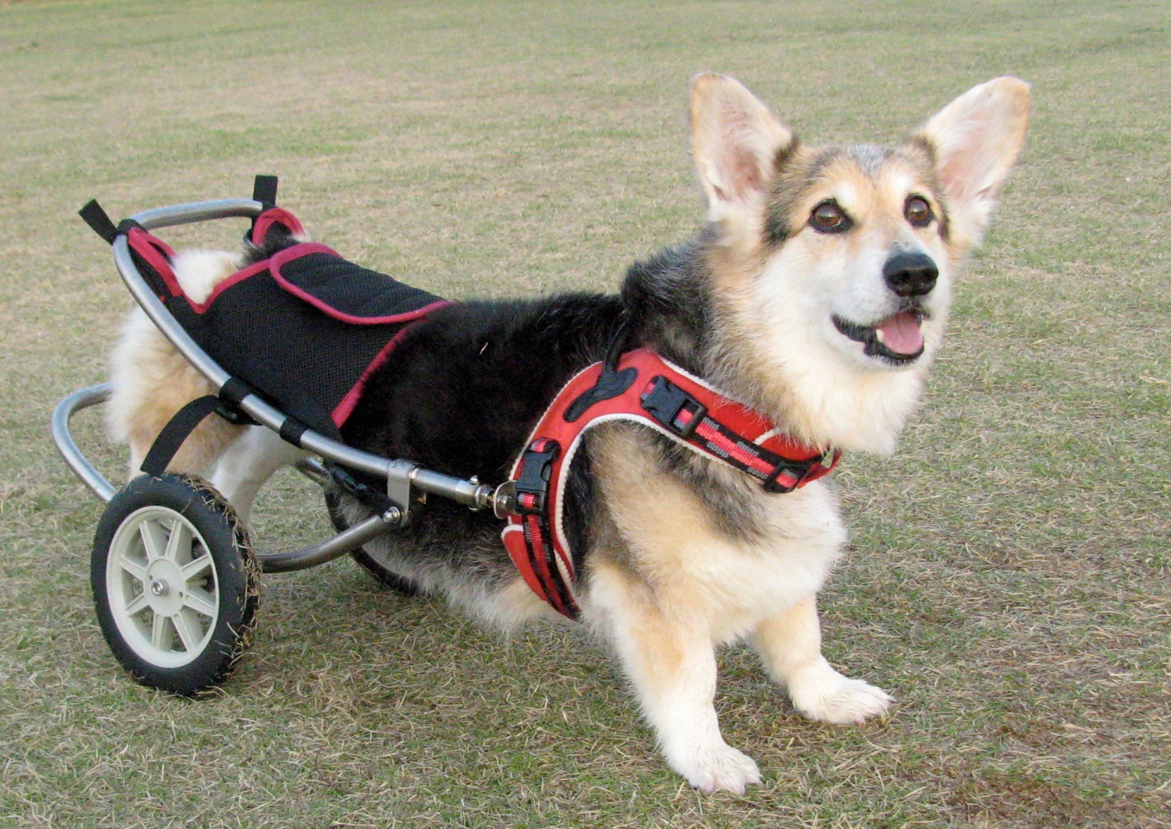 犬用車椅子、コーギーの4輪車椅子、犬の車椅子