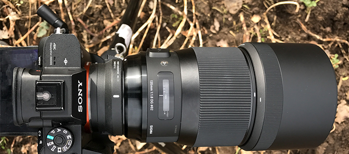 The new Sigma 135mm f/1.8 tested on the Sony A7rII | sonyalpharumors