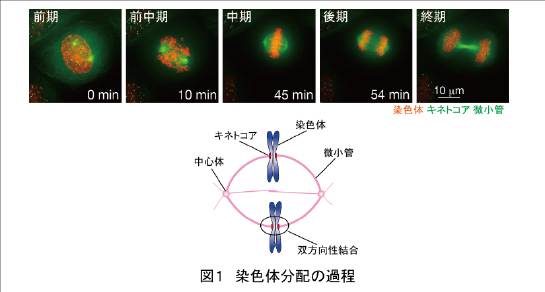 田中耕三 研究室 Department of Molecular Oncology-研究内容