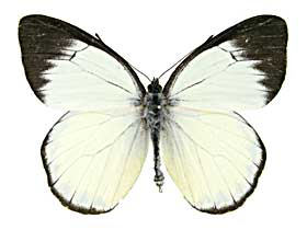 カザリシロチョウ属その2