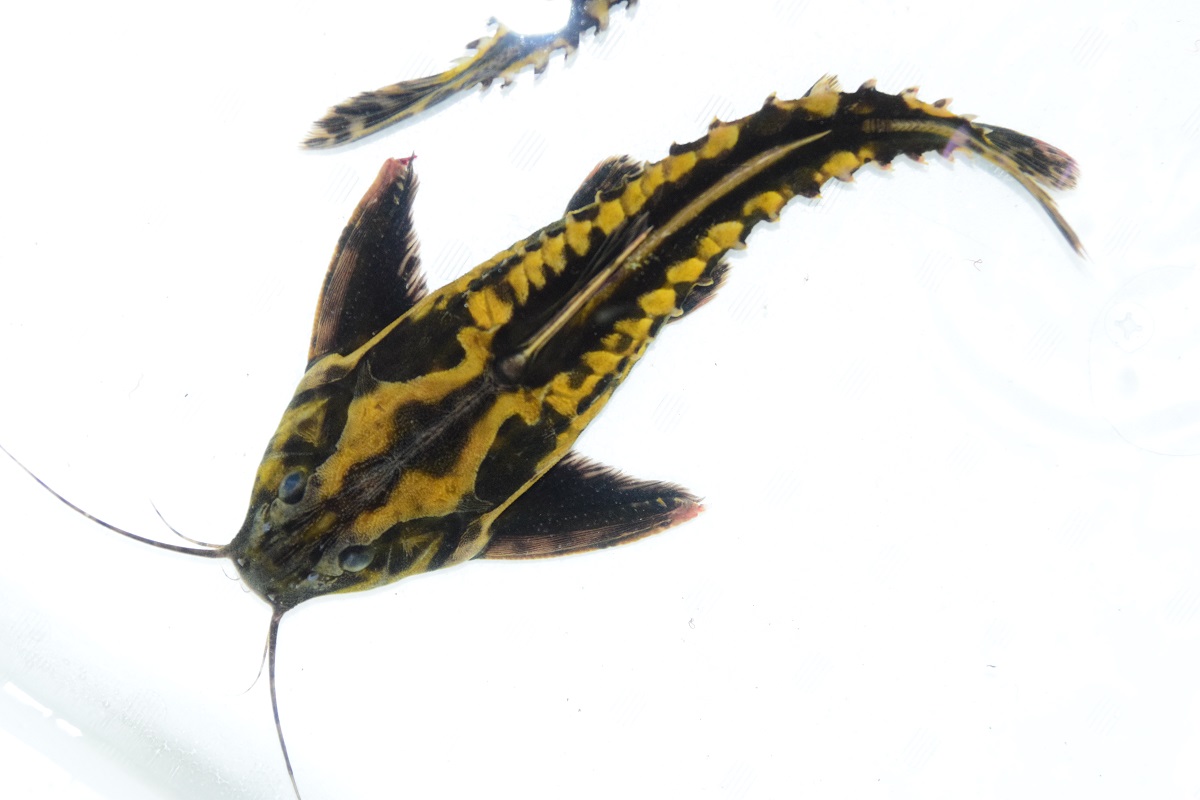 今日の入荷魚 - 静岡市の熱帯魚専門店（大型魚・古代魚・珍魚）｜World