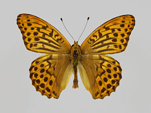 ヒョウモン類標本