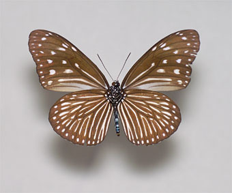 ツマムラサキマダラ標本