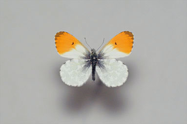 蝶標本 オオイチモンジ、クモマツマキチョウ、ミヤマシロチョウ