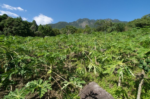 青パパイヤ粉末。屋久島産・無農薬・無化学肥料のパパイヤを乾燥して