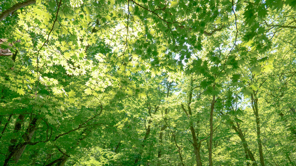 奥入瀬新緑 奥入瀬新緑 奥入瀬渓流-新緑-_-青森県十和田