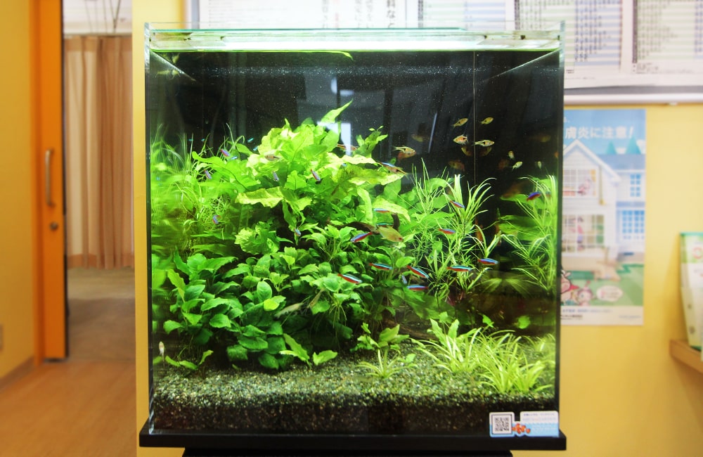 ADA 30cm キューブ水槽 セット