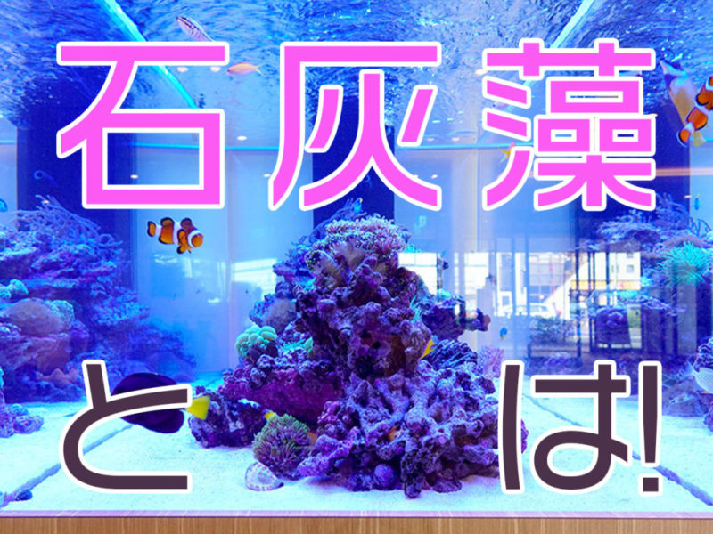 人工ライブロック ライブロックレイアウト(飛ぶレイアウト)高さ調整