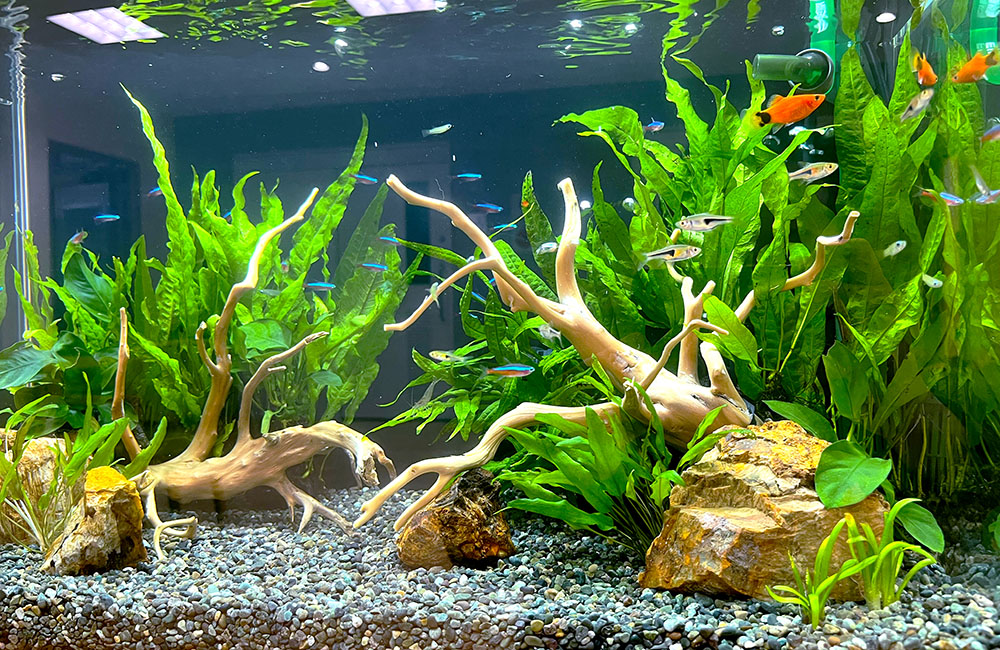 60サイズ水槽レイアウト 【公式通販】