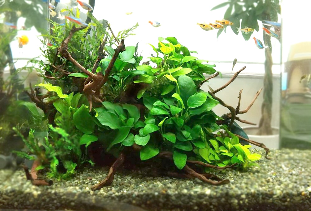 アヌビアス・ナナ|水草図鑑・人気水草の特徴や育成のコツ｜東京アクア