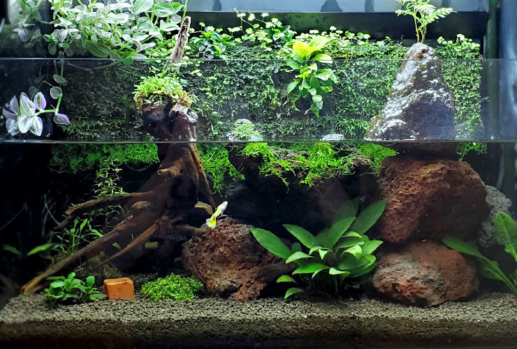 大自然 大型60 アクアテラリウム 完成品 水槽 大自然 大型60 アクア