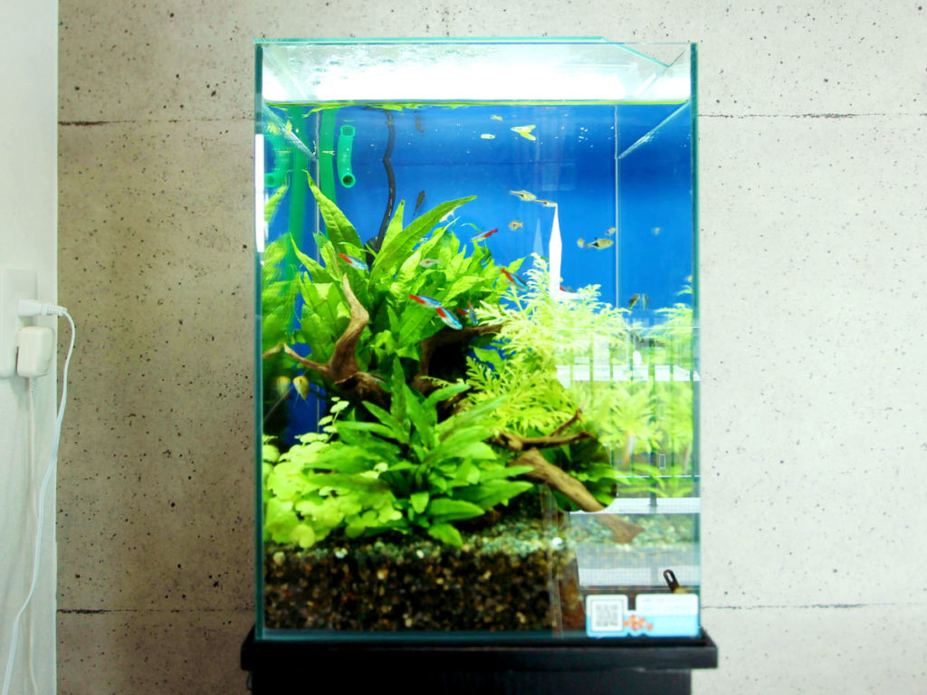 アクリル水槽縦型30cm アクアリウム