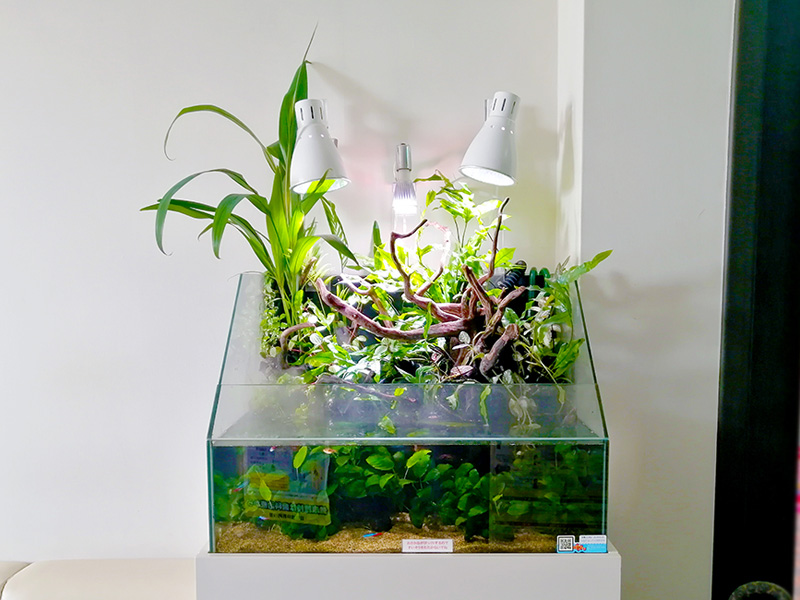 40cm イモリウム パルダリウム テラリウム水槽