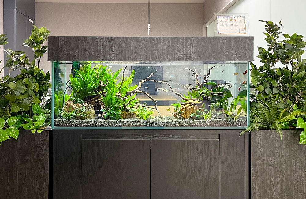 アクアリウムの流木特集！水槽レイアウトにおすすめの種類を解説・ご