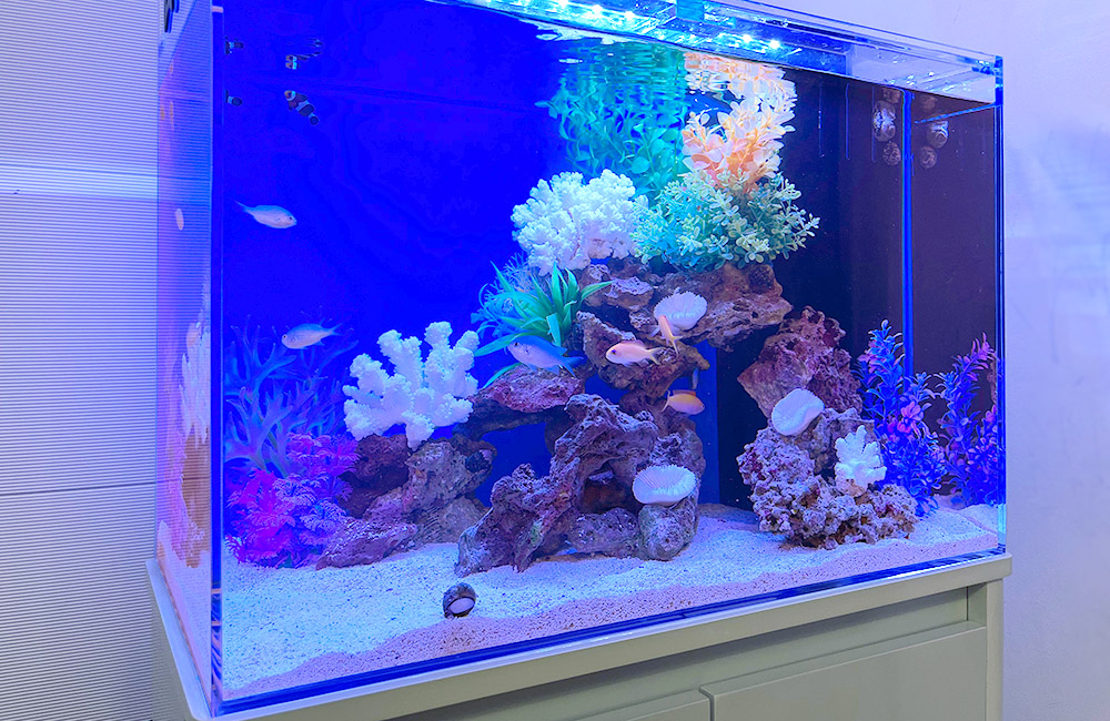 海水魚 飼育セット一式 引取り限定 東京荒川区