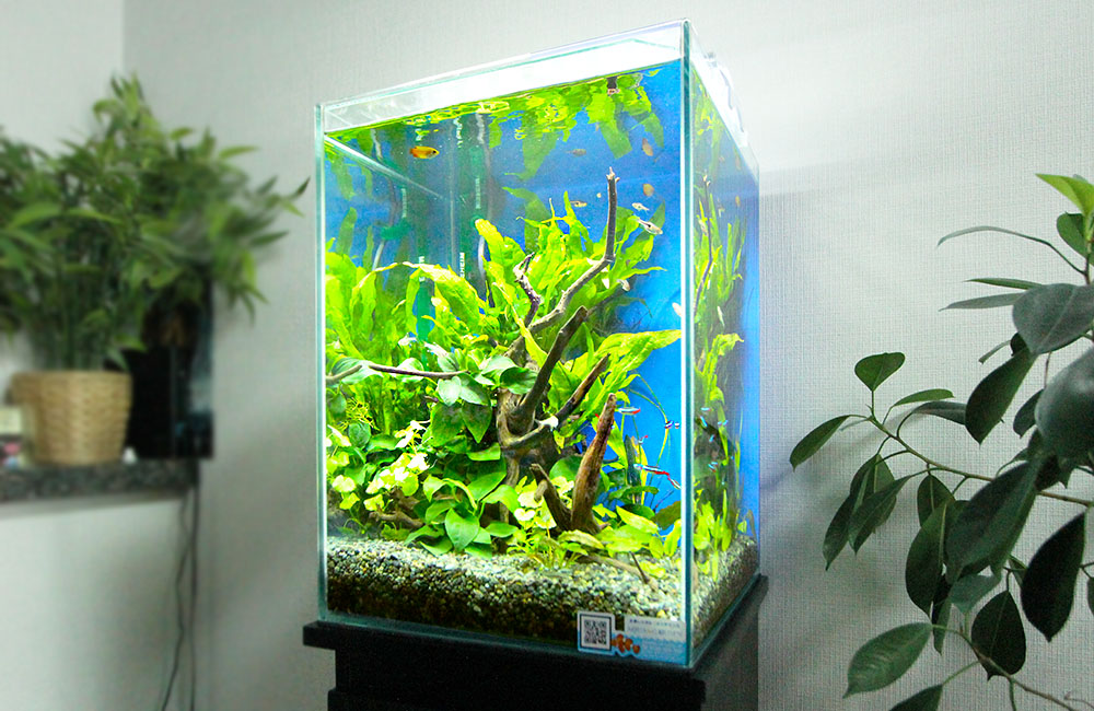 パ*ン様 アクアリウム引退品 パ*ン様 アクアリウム引退品