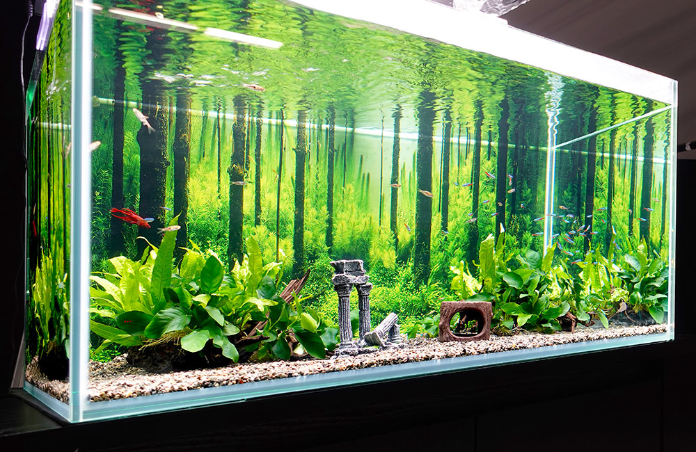 PR動画撮影に淡水魚水槽を短期レンタル！ベタが泳ぐ森林アクアリウム