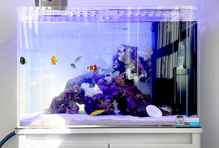 人工ライブロック 60cm水槽用 水槽用レイアウト 紫色 黒色 中型×2個 人工