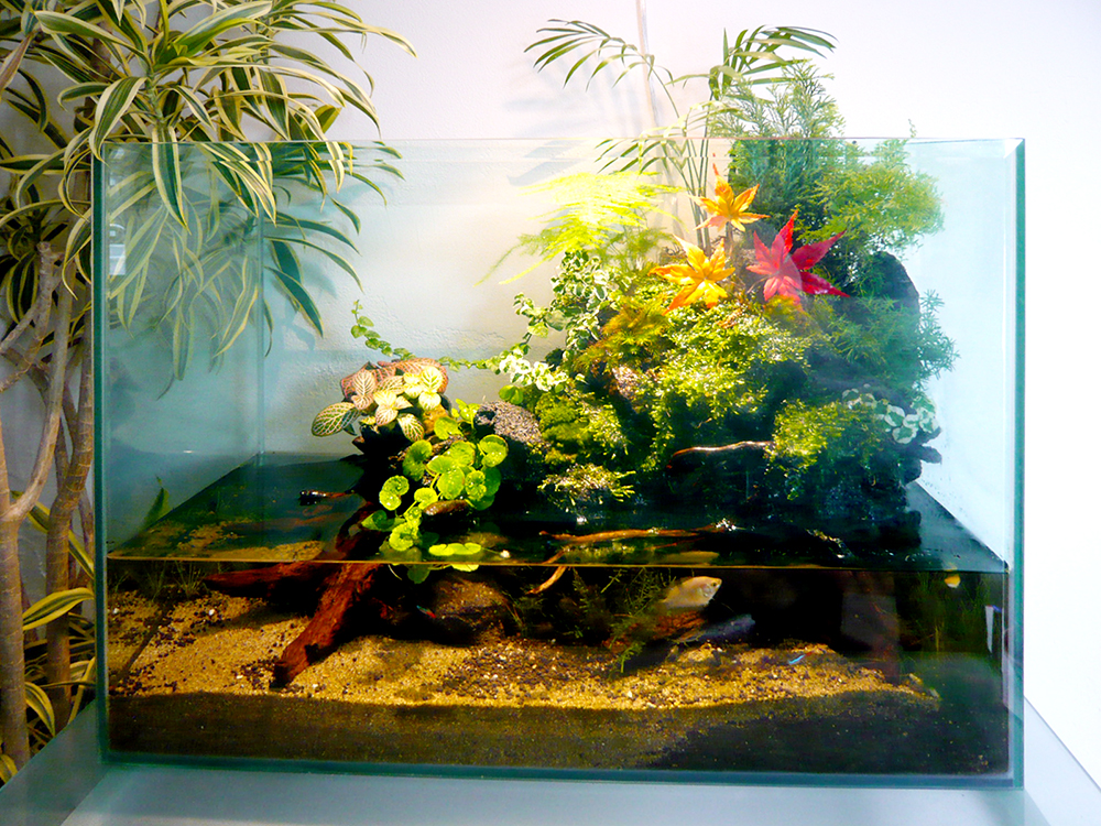 受注生産】 グラステラリウム3030 イモリウム 苔テラリウム 受注生産