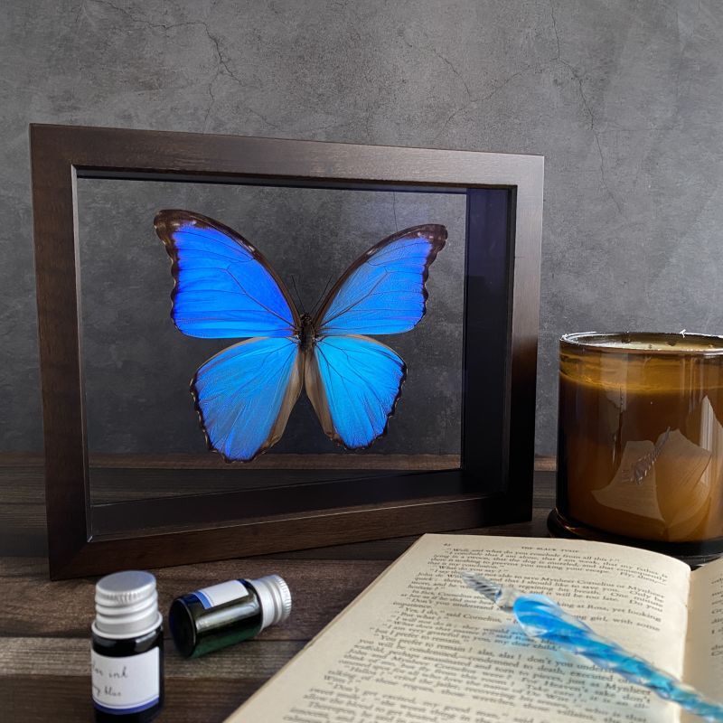 未使用 美品 中型 ドイツ箱 標本箱 5個セット 昆虫 コルク バード