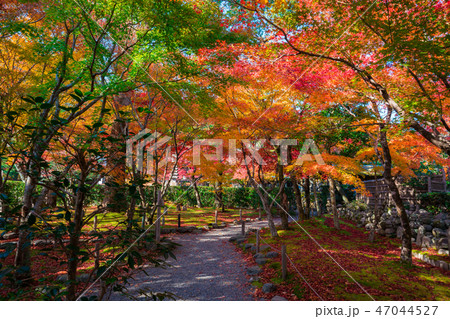 秋の京都「化野念仏寺」風景画 油絵 油彩画 絵 絵画 寺 原画 P30号