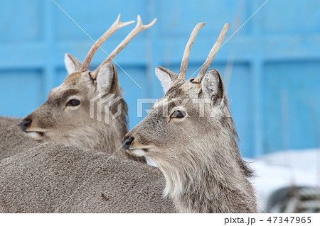 エゾシカのツノ 蝦夷鹿の角 エゾシカのツノ しかの角 13本まとめ