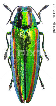 タマムシ | ヤマトタマムシ | Chrysochroa fulgidissima 紫の虹縦縞